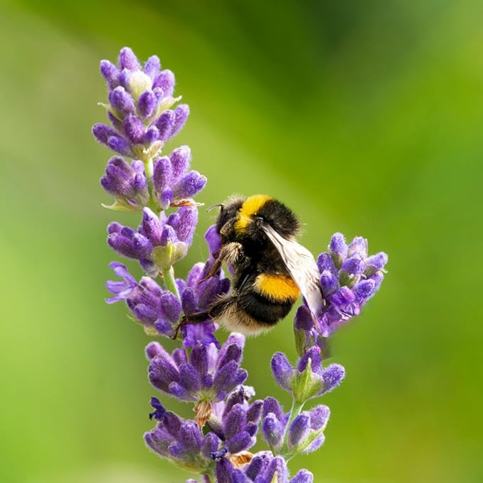 Lavender Aerated Lip Balm tin - Single