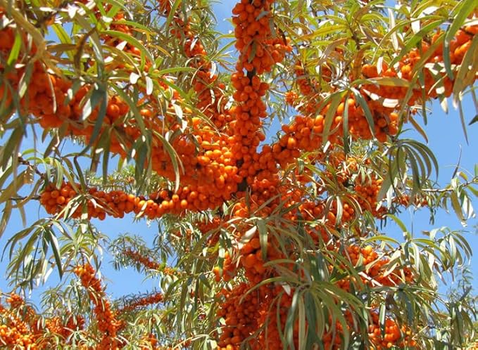 2pcs Lip Lightening for Dark Lips Lip Brightener for Smokers Dark Lip Treatment Lightening Cream for Pink Lips Lip Lightener for Smoker Lips Lip Lightening balm for Men and Women (Orange)