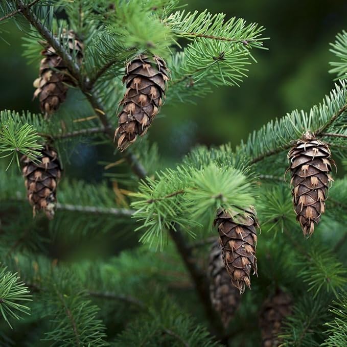 Aromatics International Premium Organic Douglas Fir Essential Oil 18ml | 100% Pure Essential Oil for Diffusion, Aromatherapy & Wellness Use