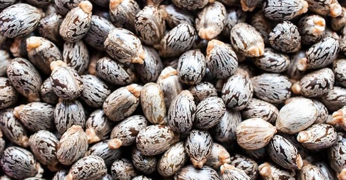 Pure Castor Oil - 8 oz w/Dispense Cap - Pure, Natural, Non-GMO, Hexane-Free, Vegan Carrier Oil - Promotes Hair Growth, Conditions - Skin, Hair, Lashes, Brows, Cuticles & More