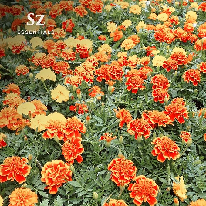 Marigold Essential Oil - aka. Calendula Officinalis - 100% Pure and Undiluted - Unlock The Precious Aroma of Real Marigold - Therapeutic Grade & Versatile Usage - 0.17oz